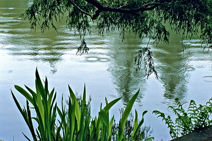 Raindrops on Pond