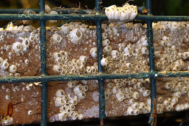 Caged Barnacles