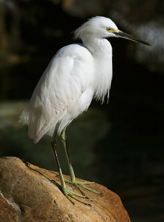 Snowy Egret