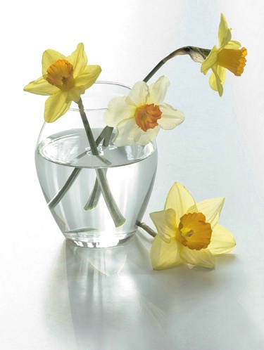 Backlight Flowers
