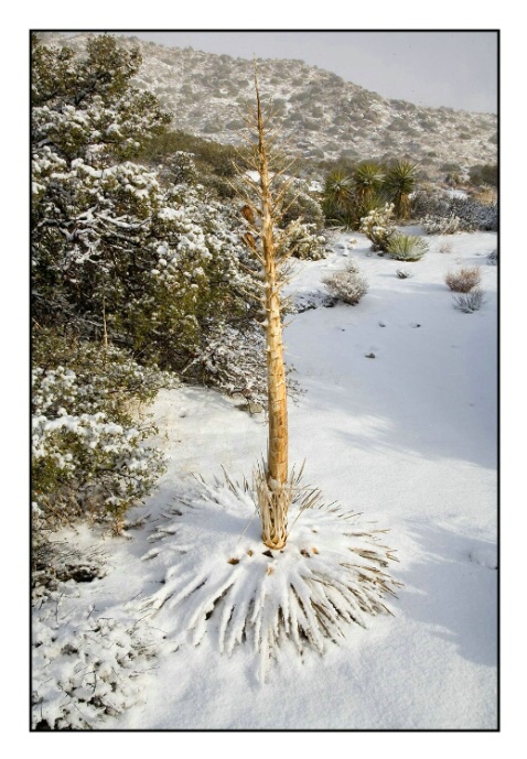 SNOW COVERED YUCCA