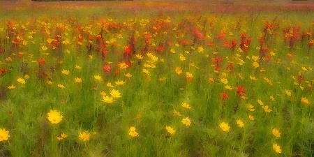 Buzzy Dreamy Flower Field