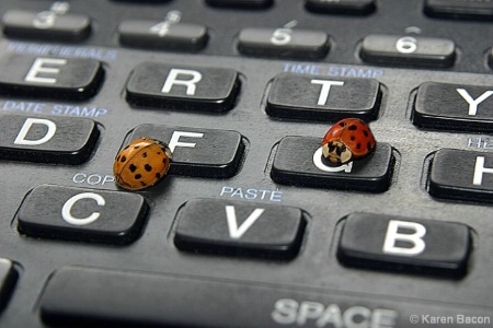 the ladies from the typing pool