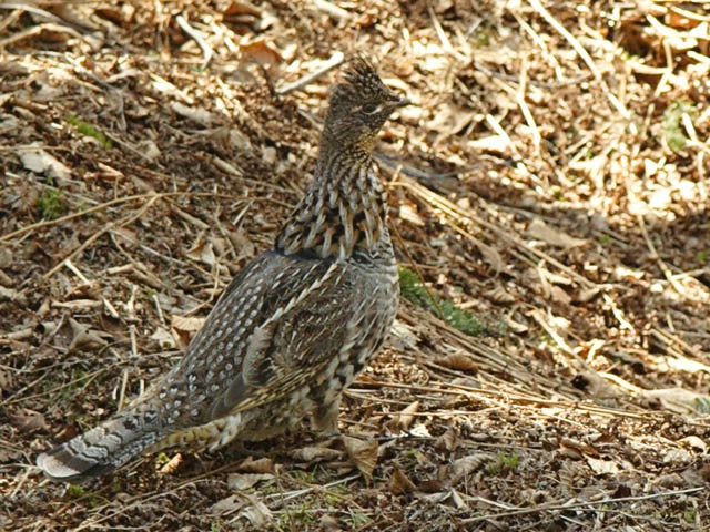 The Art of Camouflage