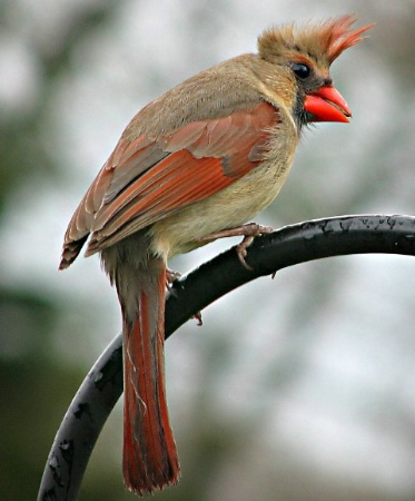 Wet Feathers