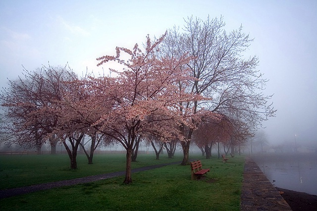 Misty Morning