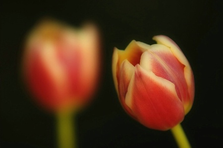 Tulip Reflection
