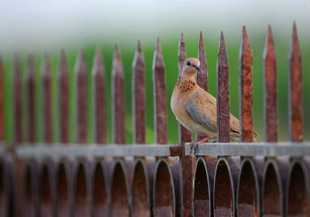 Dove on the fence