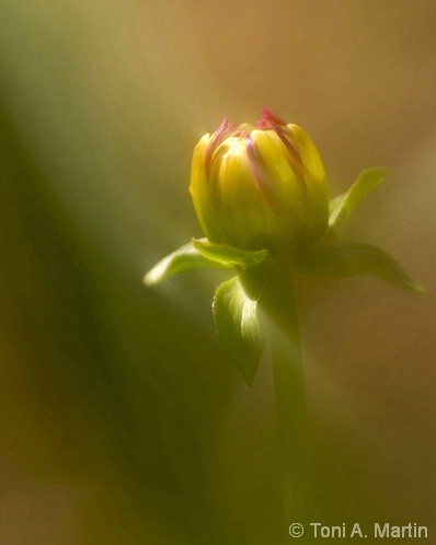 Dahlia Bud #2