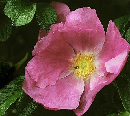 Dog Rose