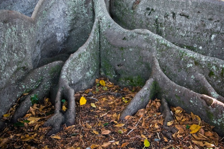 Buttress roots