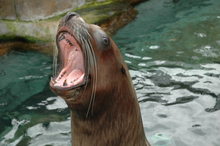 Talkative sealion