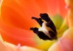 Tulip detail