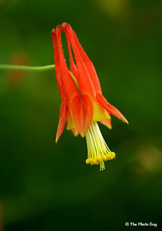 Columbine