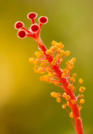 Hibiscus Pistil