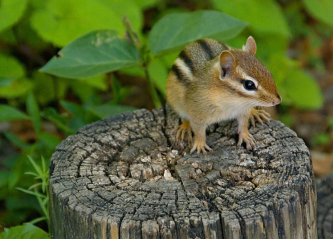 Chipmunk on Stump - ID: 4046010 © Gerda Grice