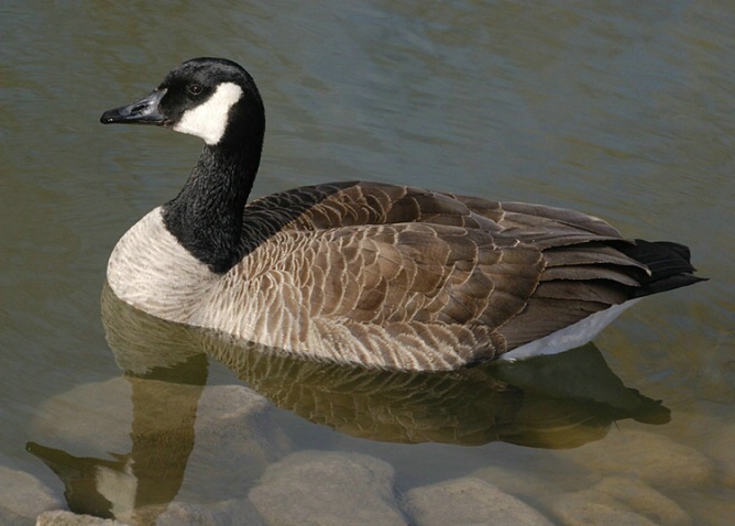 Portrait of a Goose - ID: 4048831 © Gerda Grice