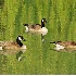 © Gerda Grice PhotoID # 4048832: Posing Like Statues amid Reflections