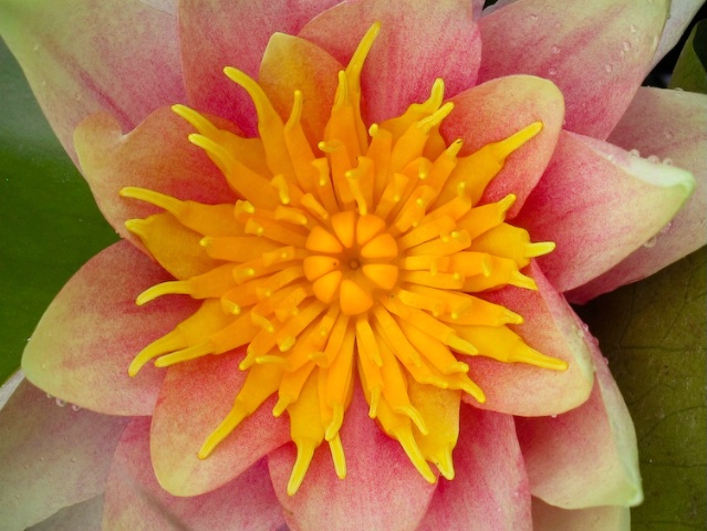 Waterlily detail