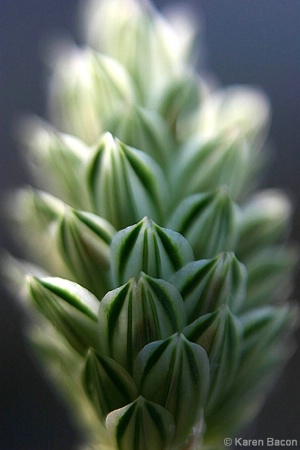 green & white stripes