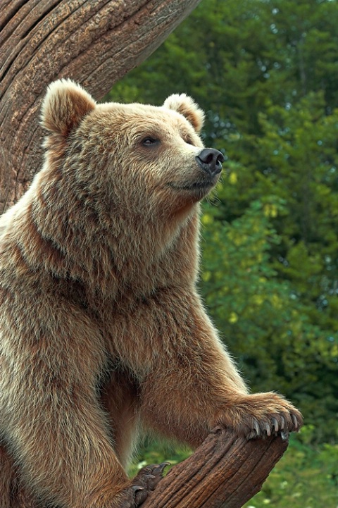 Brown Bear