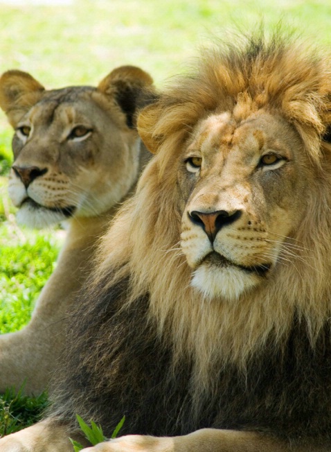 Lions in the Shade