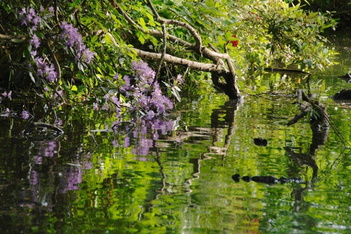 Reflections in Water - ID: 4216967 © Gerda Grice