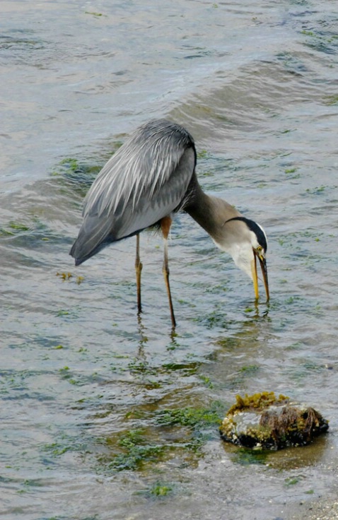Fishing in English Bay - ID: 4224155 © Gerda Grice
