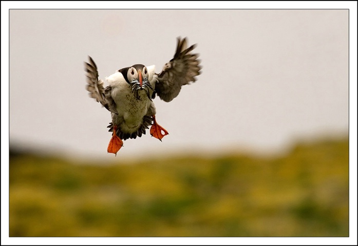 Puffin with food.