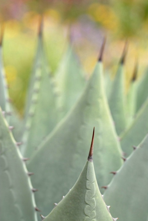 agave & wildflowers