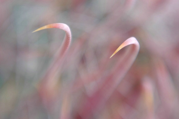 fish hook cactus