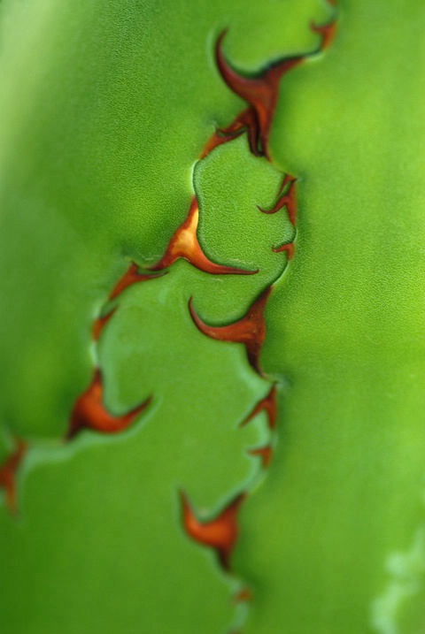 agave 