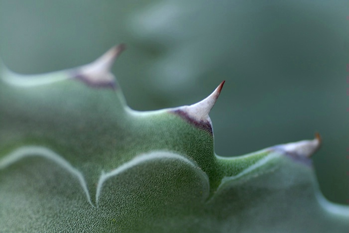 agave 