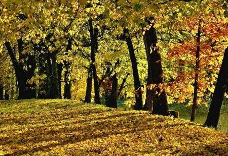 Autumn Glory