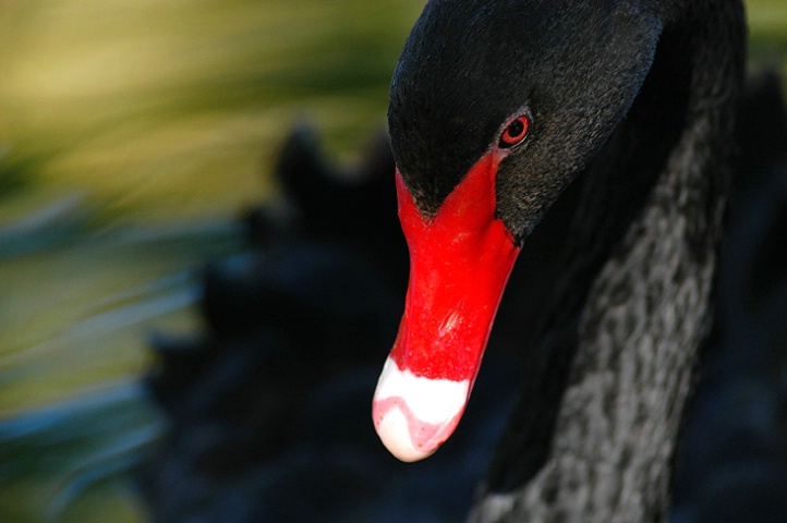 black swan