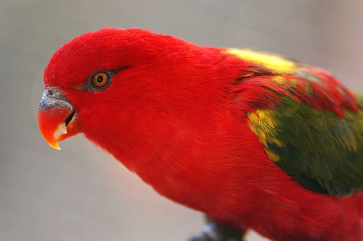 lory parrot