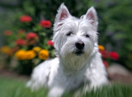 Gabby in the Garden