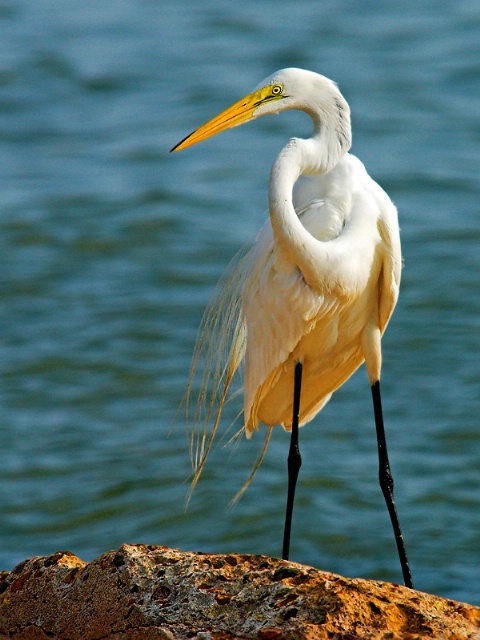 Egret