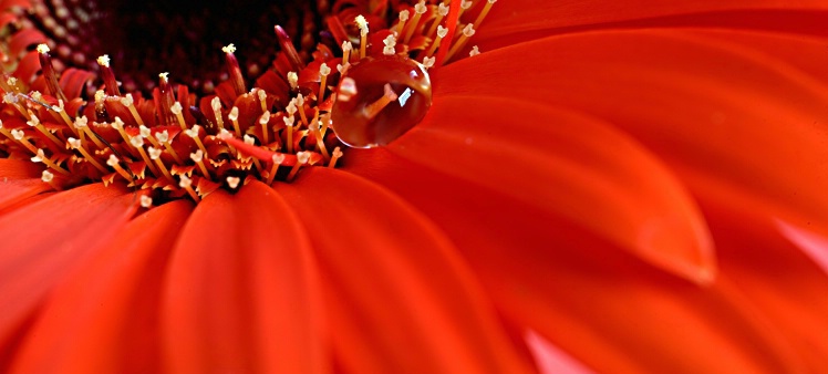 Dewdrop on Gerbera Daisy