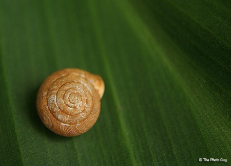 Snail Detail