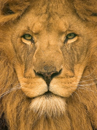 Lion Close Up