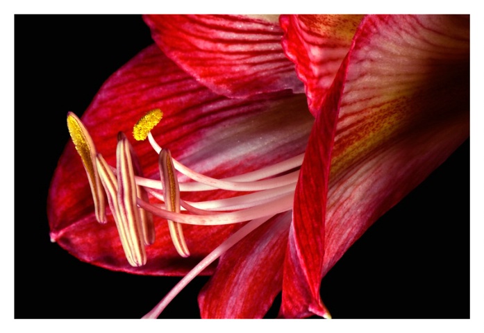 Amaryllis