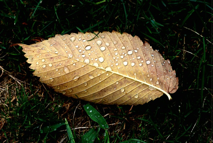 raindrops on dead leaf