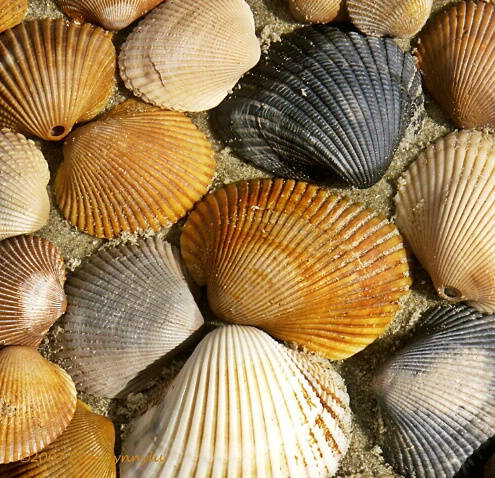 Seashells