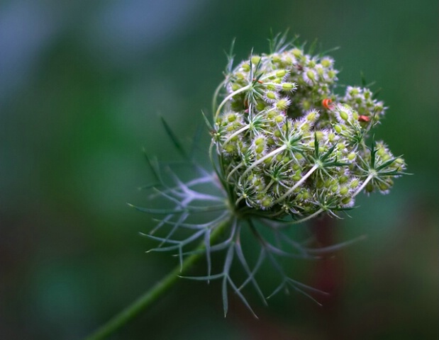 Closed Lace