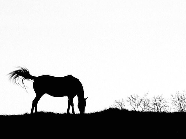 Horse Silhouette