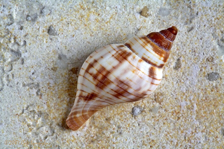 Antiguan Beach Shell