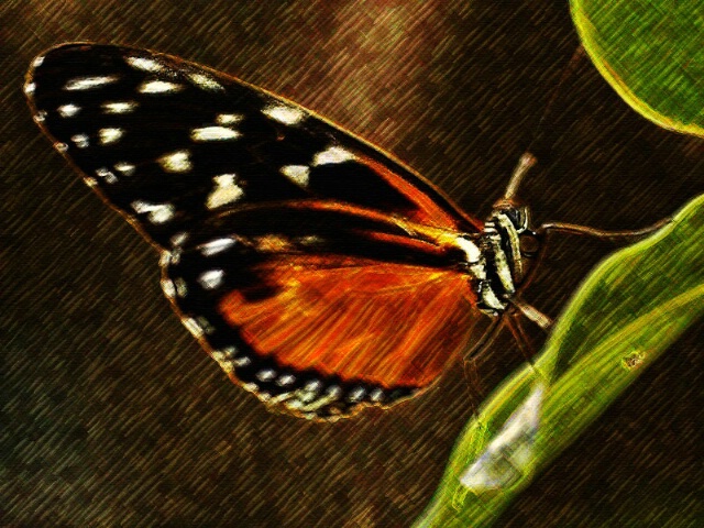 Tiger Longwing