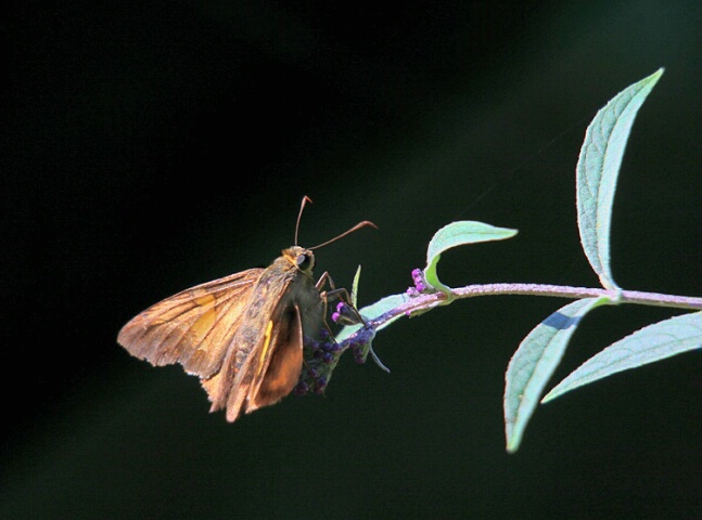 The Landing