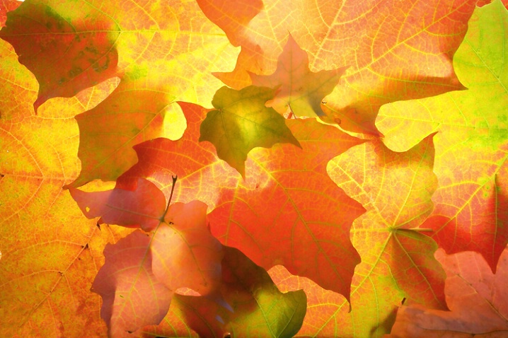 October leaf pattern